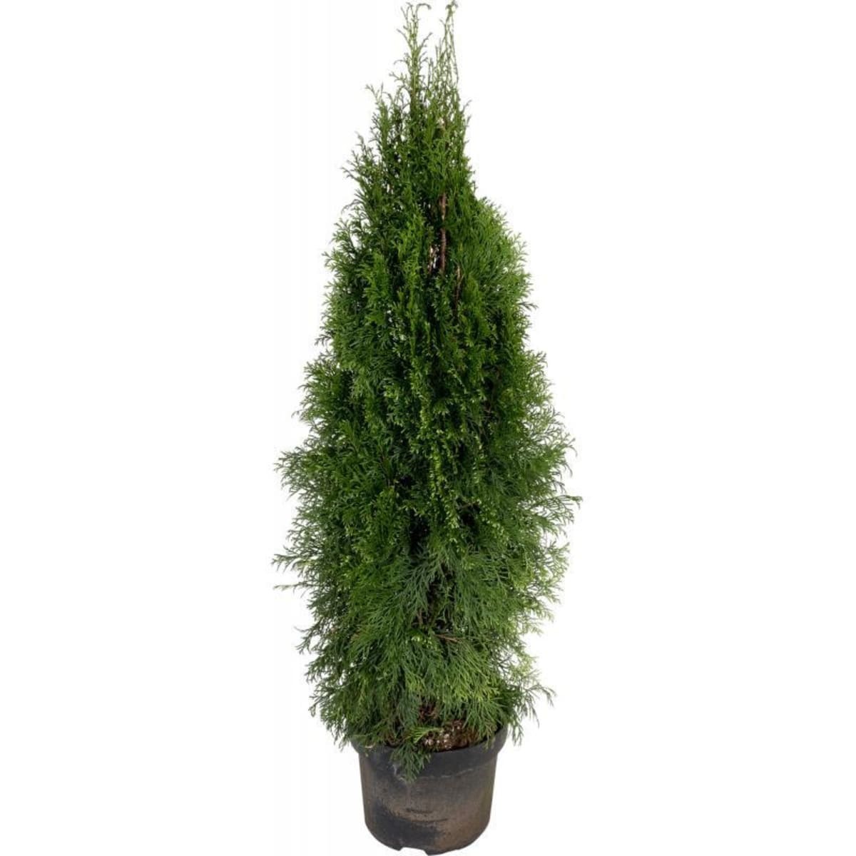 туя западная веймар. туя окциденталис смарагд. туя западная смарагд. туи дешево. туя брабант р9.