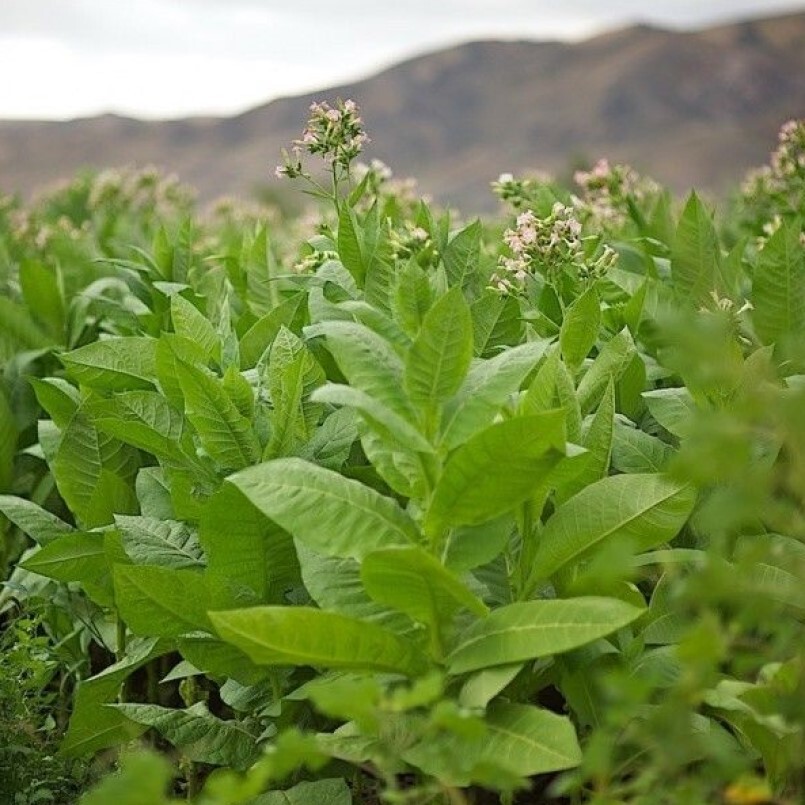 Характеристика табаки. Табак Самсун 85. Растение Nicotiana tabacum. Табак курительный молдавский 456. Табак курительный Гавана.