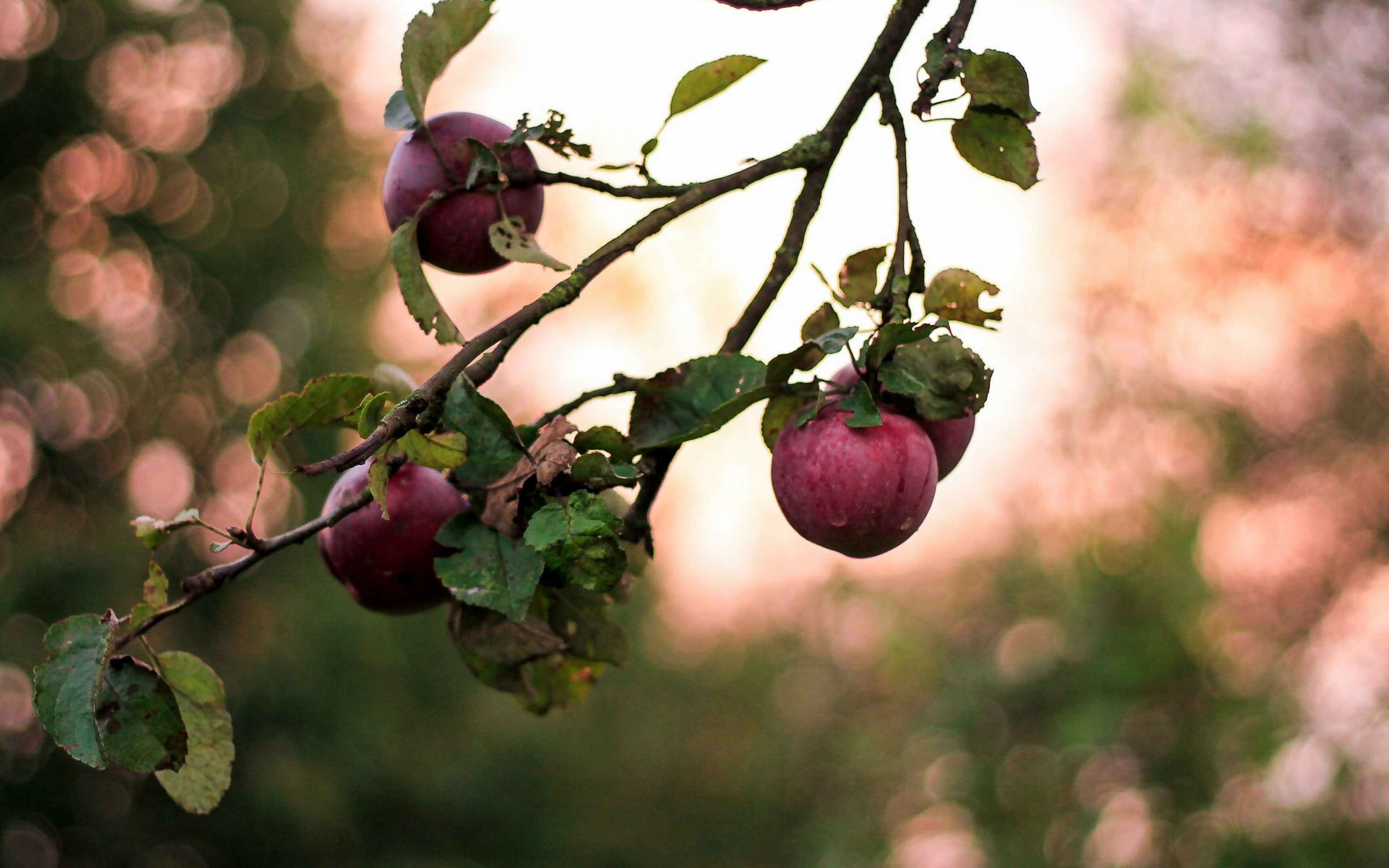 Яблоня гирлянда. Яблоки на ветке. Плод яблони. Ветка яблони с яблоками. Яблоки на дереве.