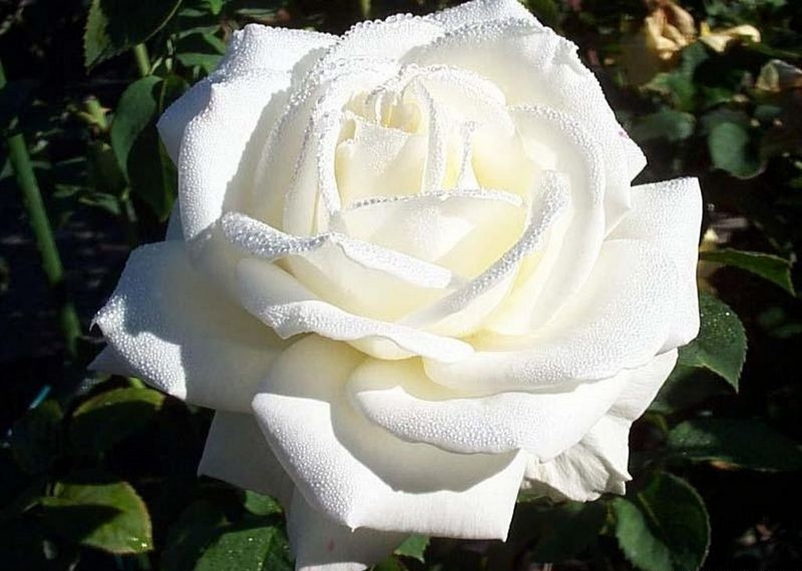 Роза белая чайно-гибридная сорта