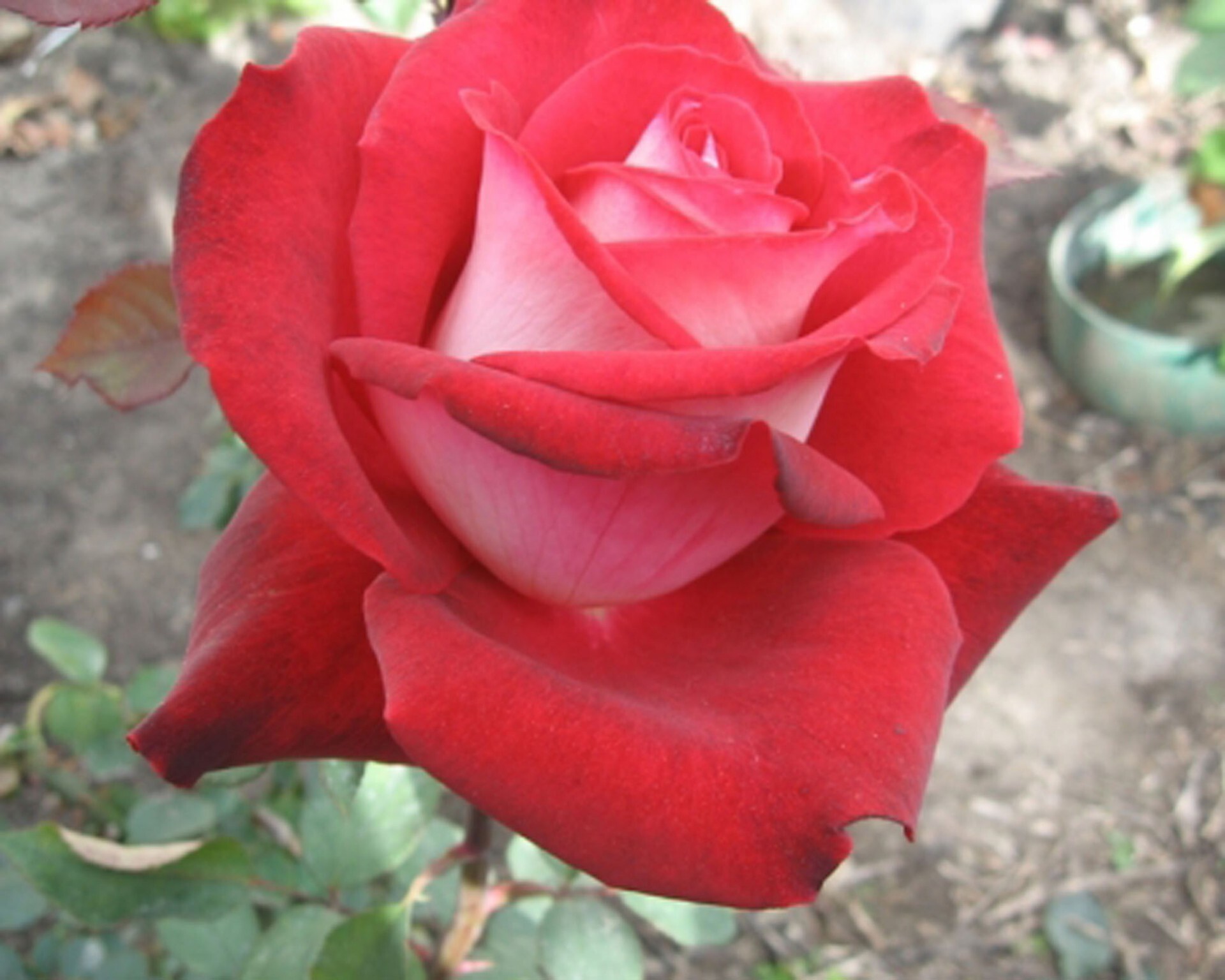 Госпел роза чайно гибридная фото описание