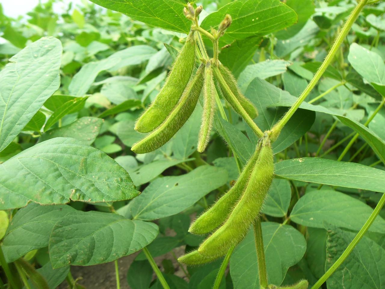 АгротоварSoybeansWhite,Yellow1000g1pcs