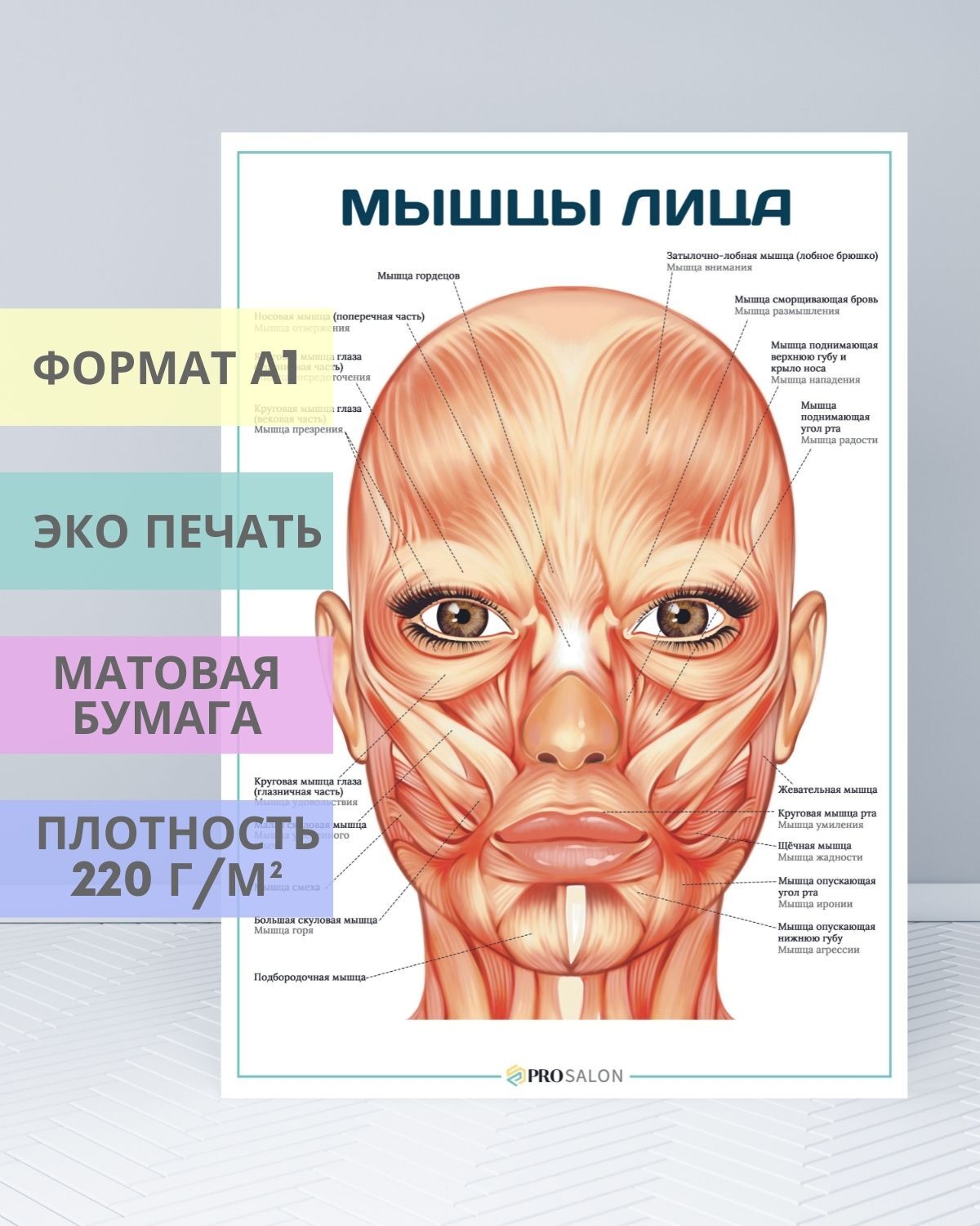 Косметологическая Анатомия Лица Купить