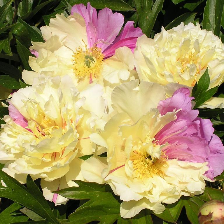Paeonia itoh lemon dream. пион ито lemon dream. пион lemon dream фото. пион lemon dream (лемон дрим). пионы сорта ито лемон дрим.