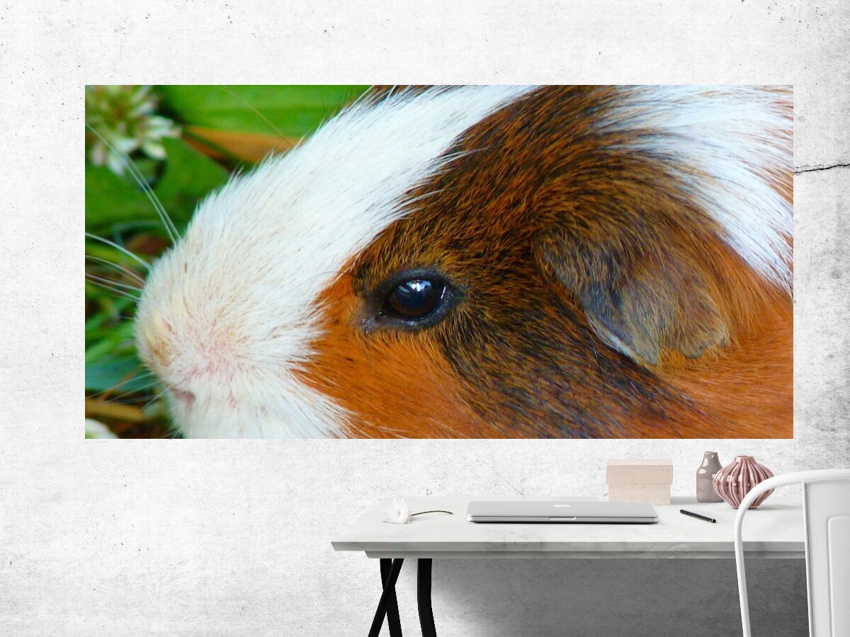 Абиссинская морская свинка размеры