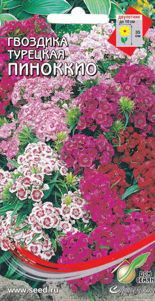 SWEET WILLIAM Dianthus Barbatus Flower Seeds Mixed Colors Etsy