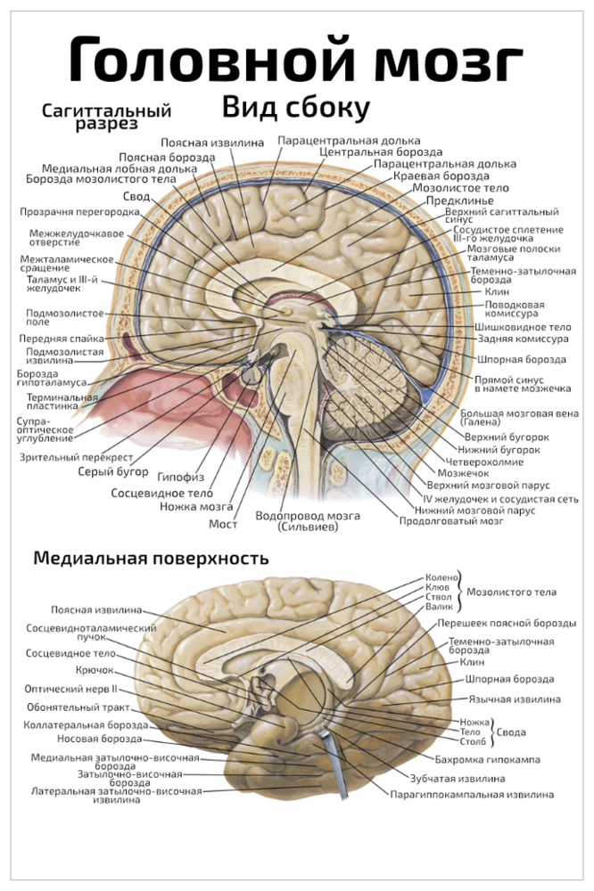Плакат обучающий А2 ламинир. Головной мозг вид сбоку медицинский анатомический плакат 457x610 мм