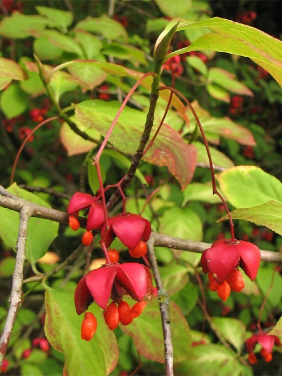 Euonymus latifolius