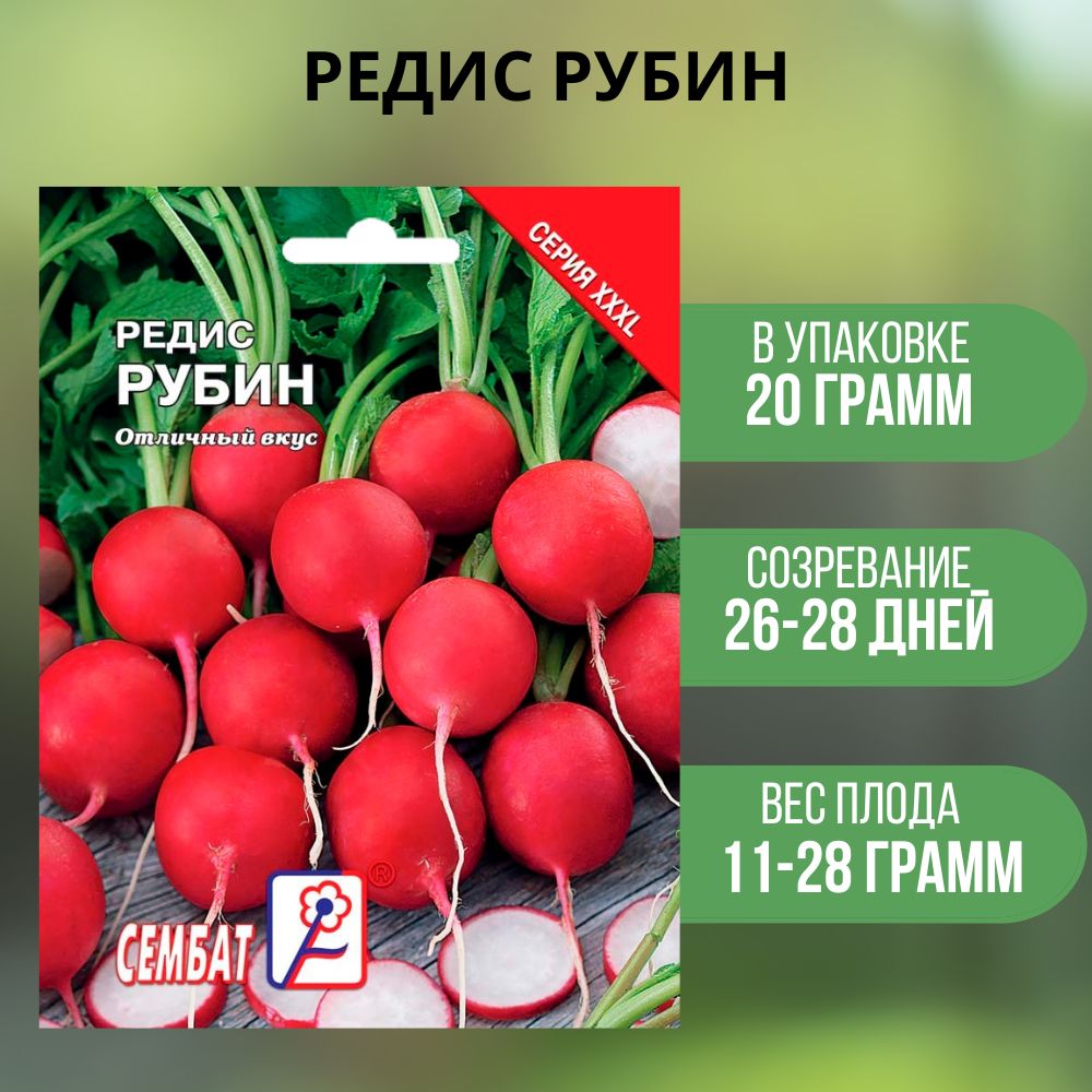 Редис Сембат Редис XXXL_рубин - купить по выгодным ценам в  интернет-магазине OZON (312314461)