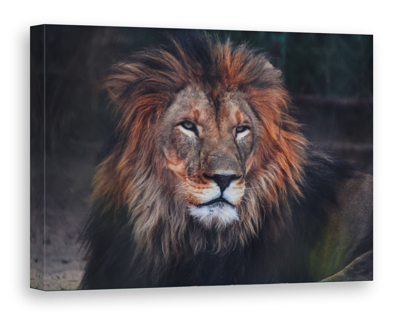 Леопард автор: бруно августо жавино. Болгария 1 лев 1989. 50 лев. Купюра болгарии 50. Болгария 50 левов 1990.