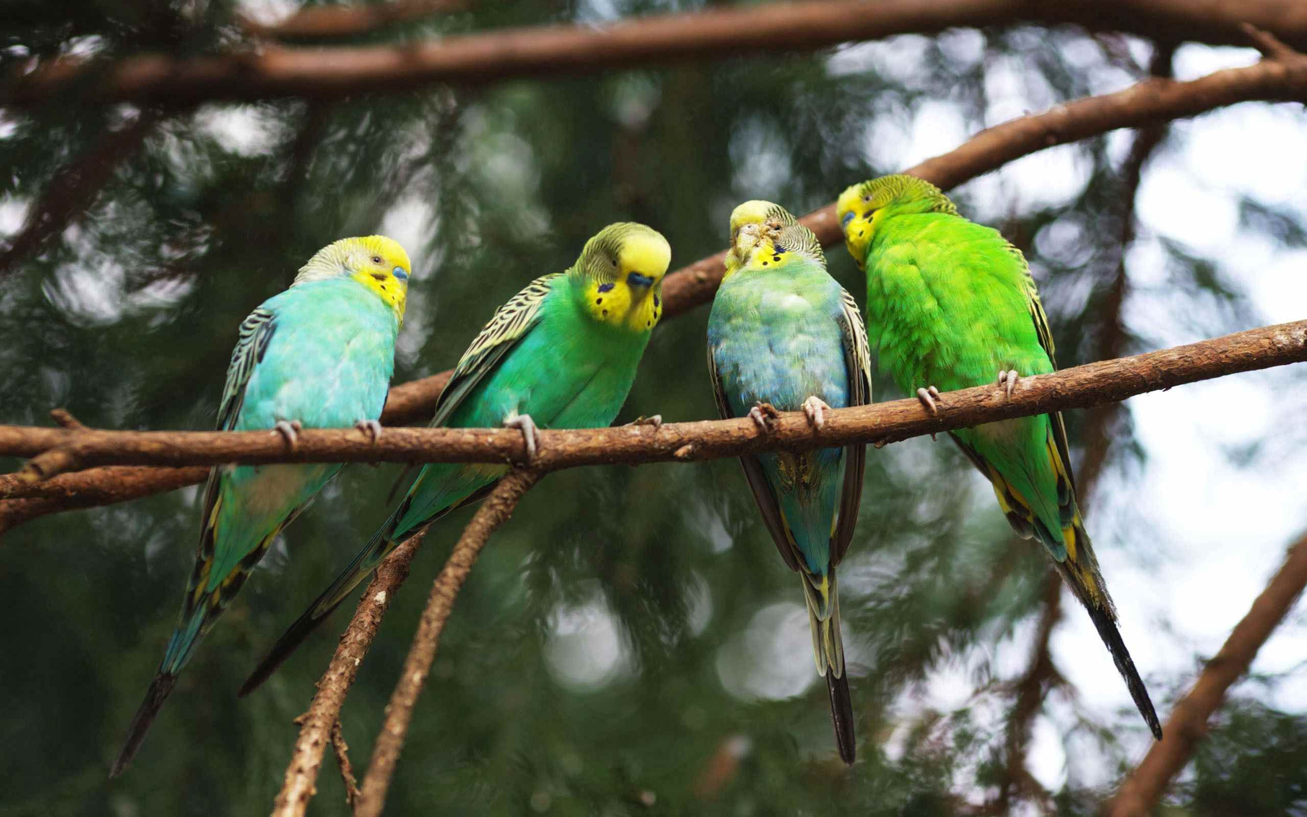 В зоопарке живут 5 видов попугаев каждому. Попугай зеленый волнистик. Певчий и волнистый попугай. Попугаи в природе. Дикие попугаи.