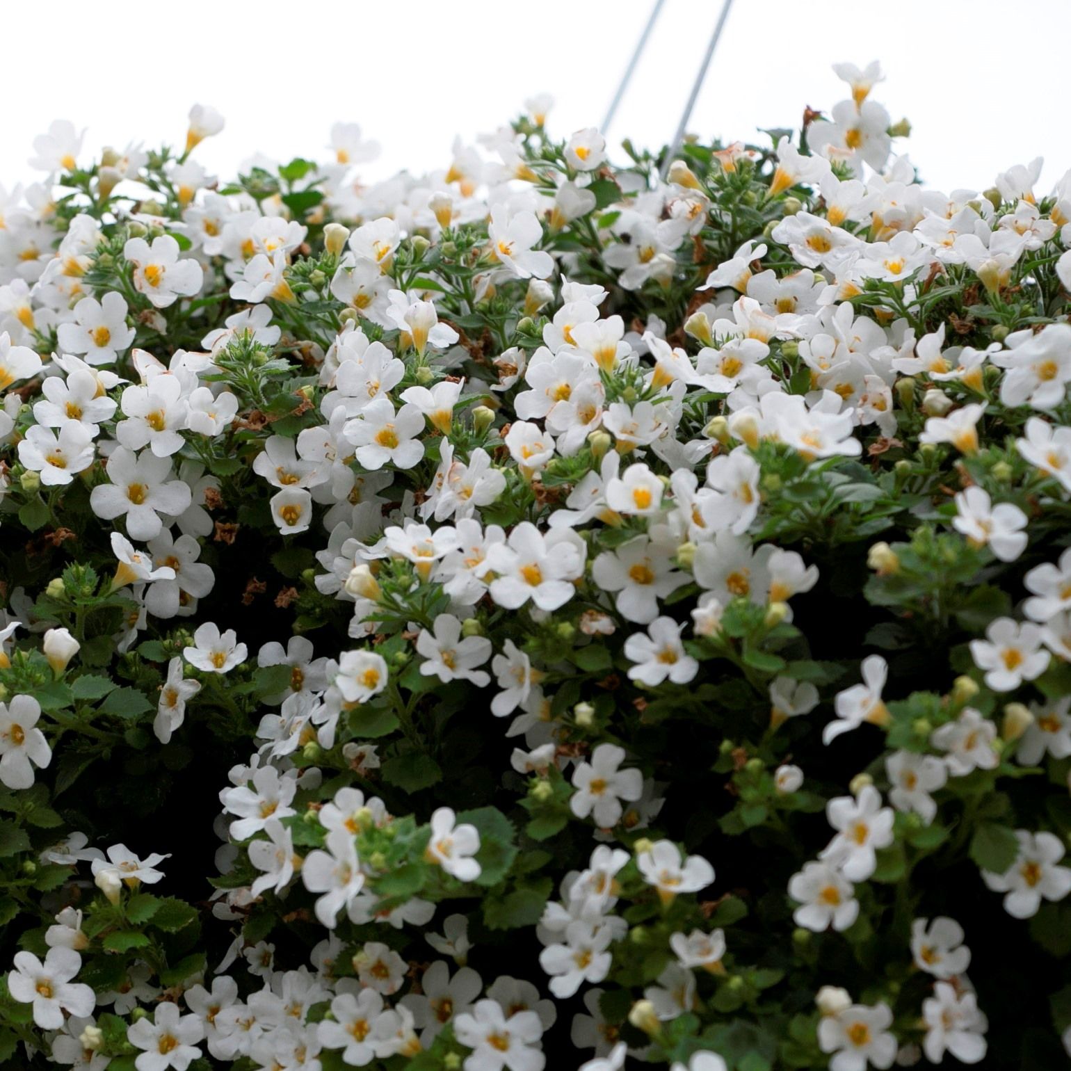 Бакопа австралийская (Bacopa Australis)