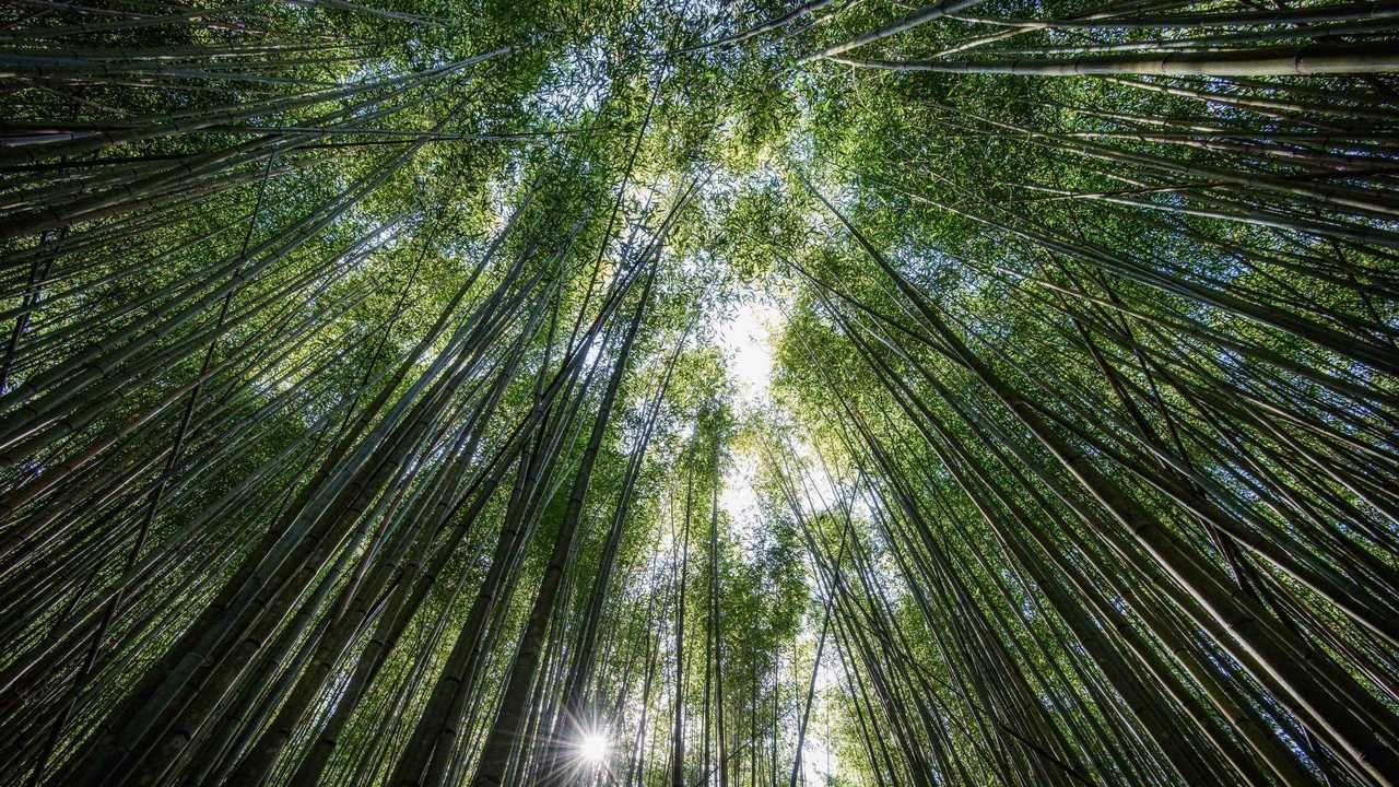 Реликтовый бамбуковый лес ай Петри