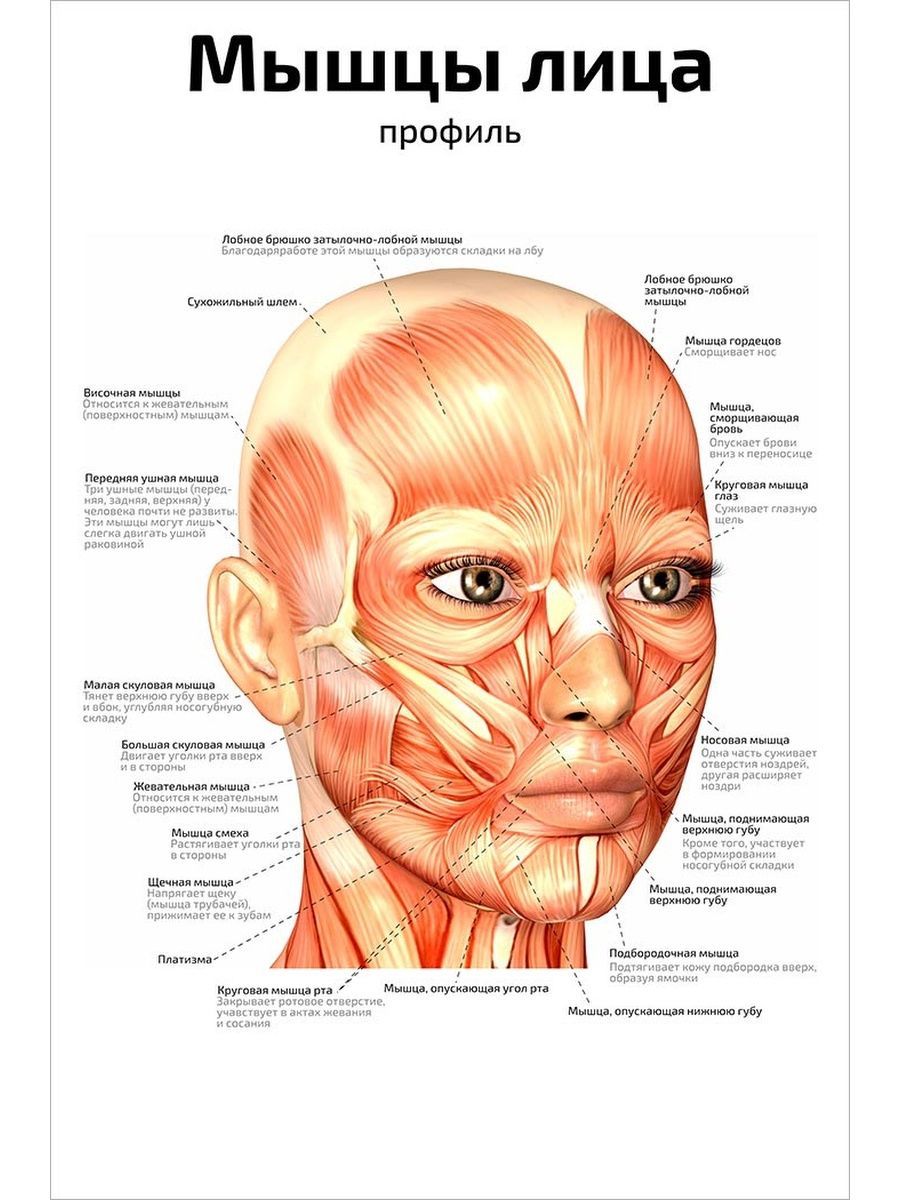 Мышцы лица рисунок с подписями