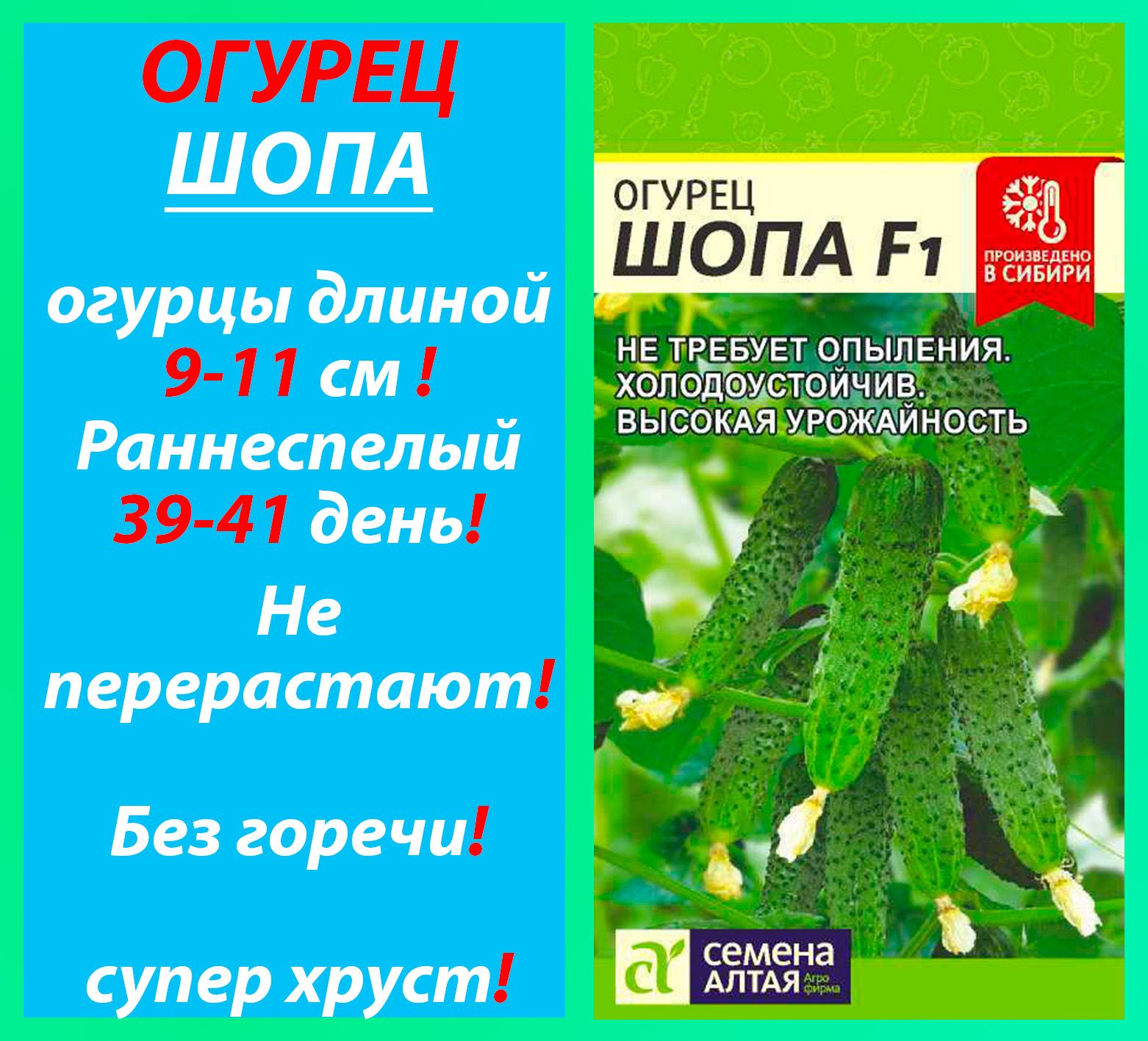 Сорта огурцов партенокарпических. Семена огурцов царская охота f1. Царская охота огурцы семена. Царская охота огурцы семена. Огурец царская охота 6шт f1 семена алтая.