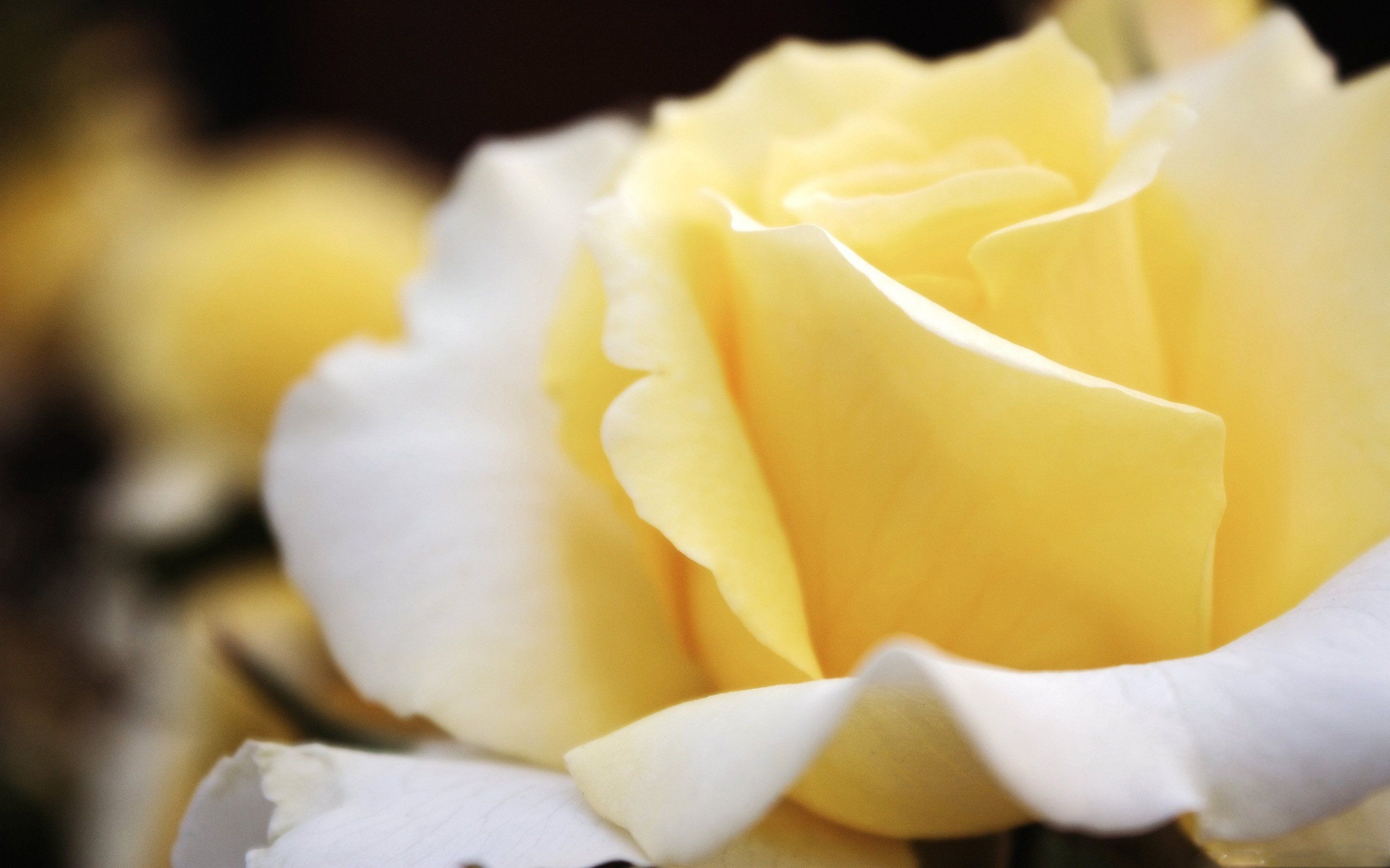 Бледный желто розовый. Желтые розы. Белые и желтые розы. Светло желтые цветы.