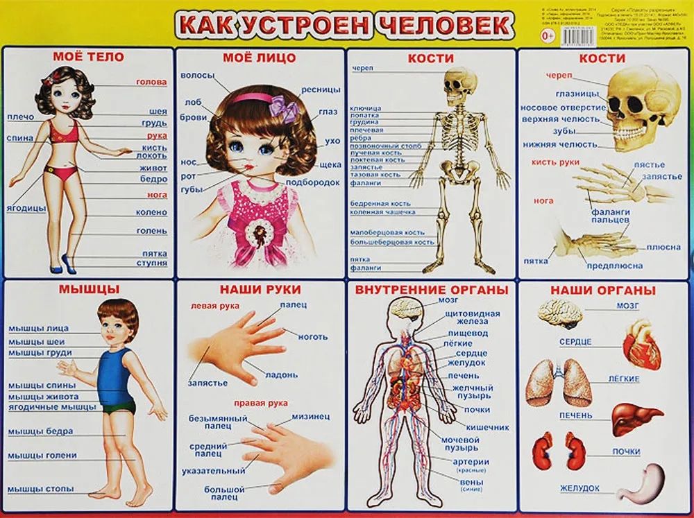 Картинки на тему тело человека для детей