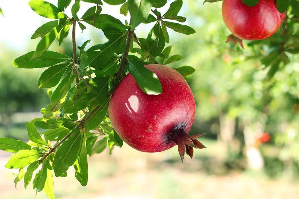 Гранат Punica granatum