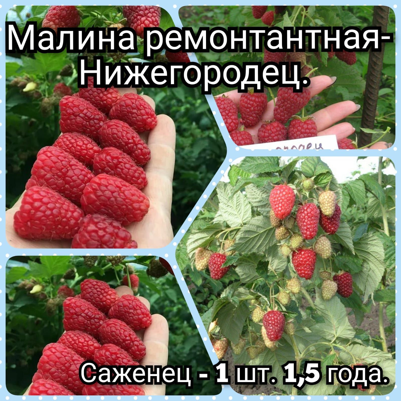 Малина прелесть. Малина Нижегородец. Малина Нижегородец купить саженцы.