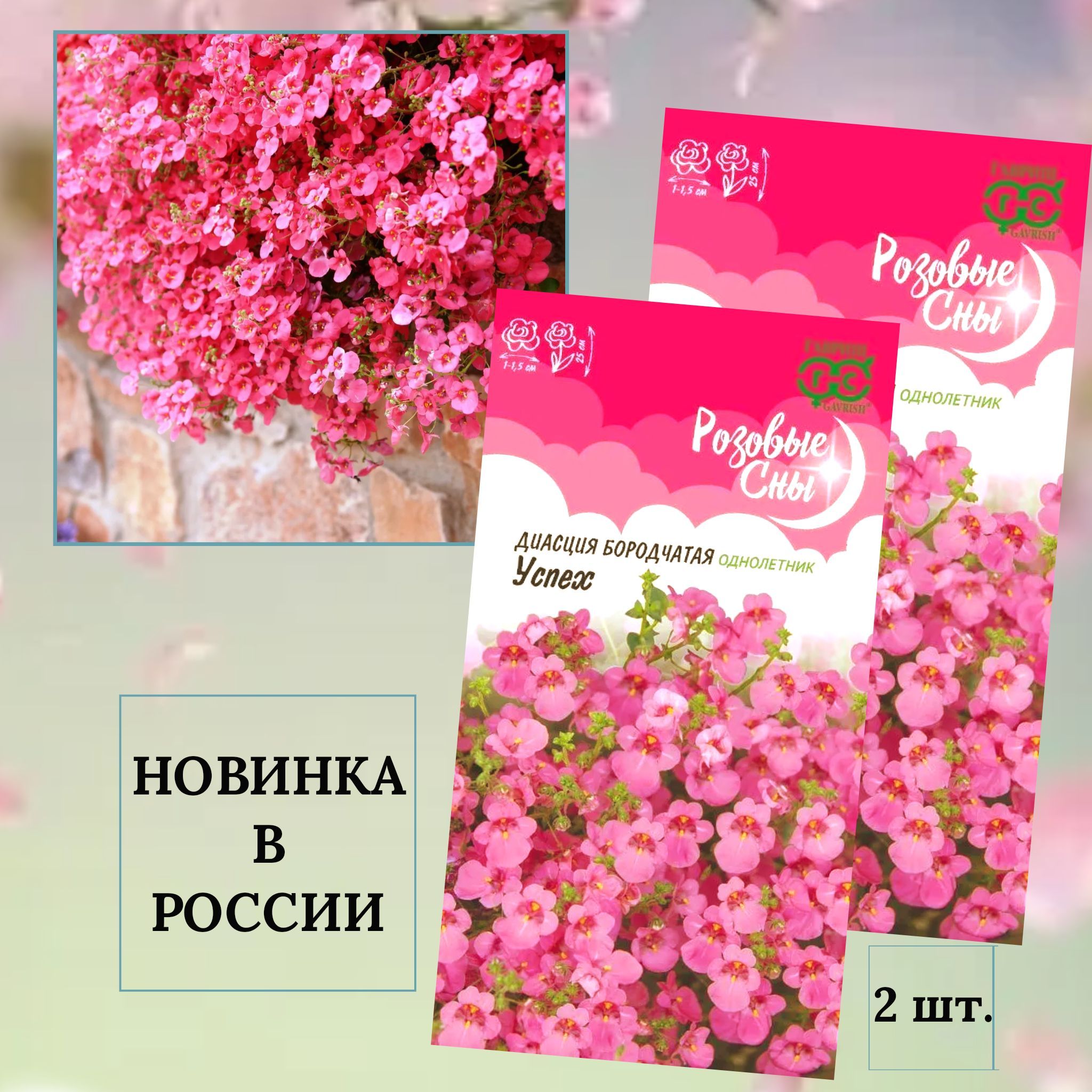 Где Можно Купить Семена Диасции