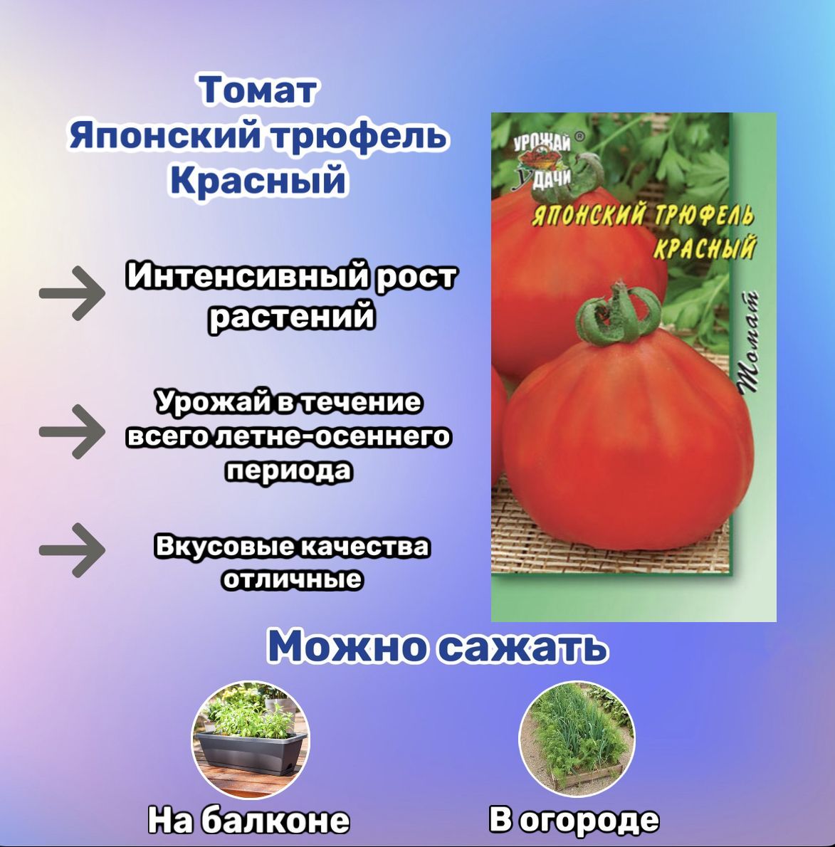 Помидоры трюфель красный отзывы фото. Томат трюфель. Томат японский комнатный. Трюфель помидоры описание.