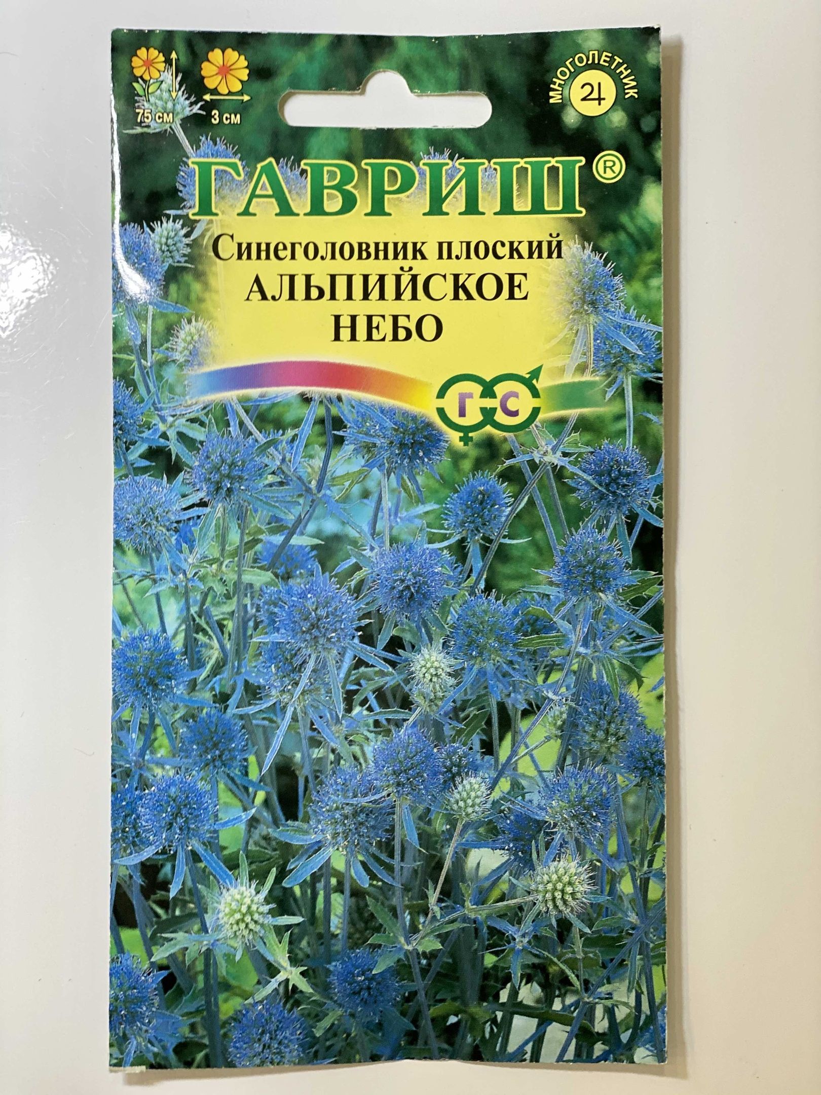 Синеголовник Альпийский семена. Синеголовник цветок многолетний. Синеголовник фанфарон.