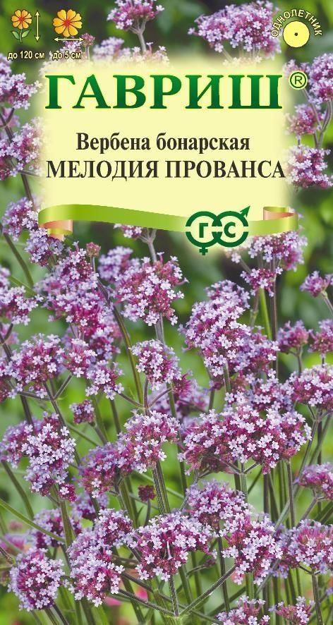 Как выглядят семена вербены бонарской фото