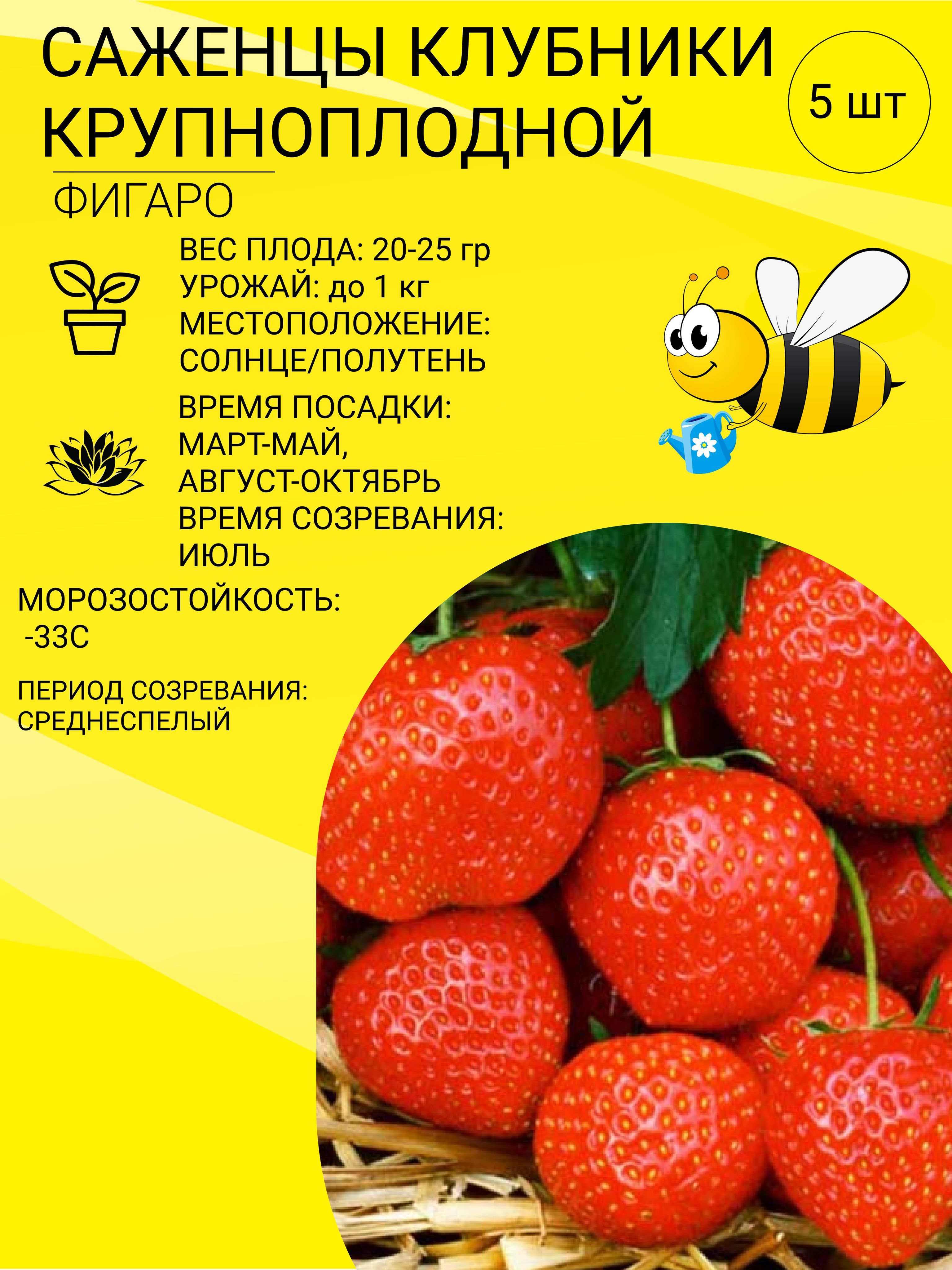 Клубника Сорт Фигаро Отзывы Фото