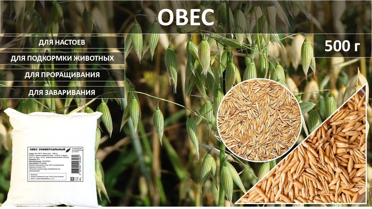 Семена Овса Купить В Спб