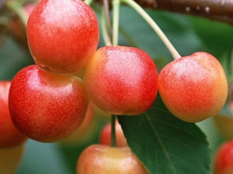 сорт наслаждение. томат райское наслаждение сибирский сад. черешня брянская розовая. черешня фатеж. черешня сорт брянская розовая.