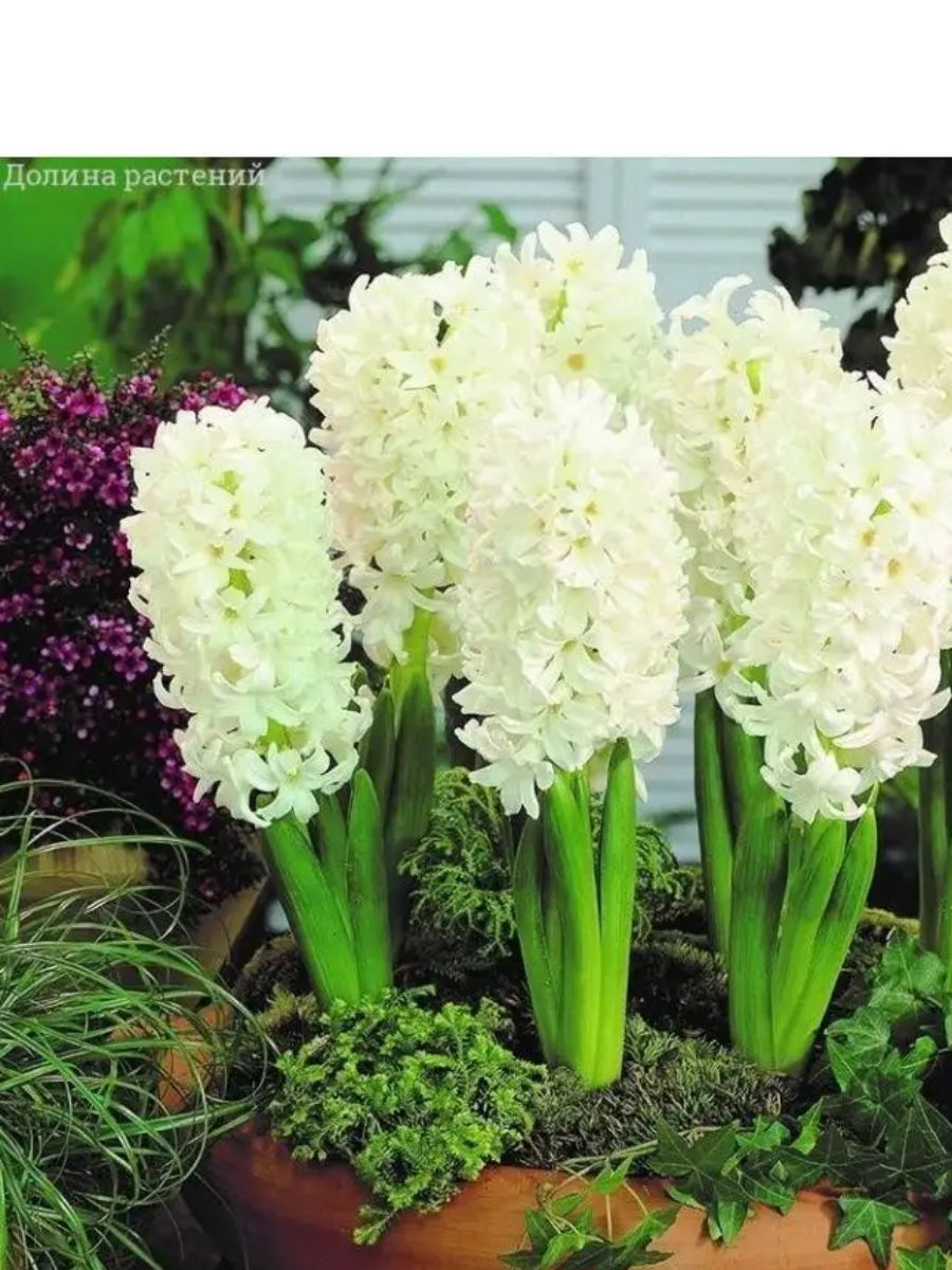 Магнитный пазл 27x18см."Гиацинт, белый гиацинт, дикий гиацинт" на холодильник - 