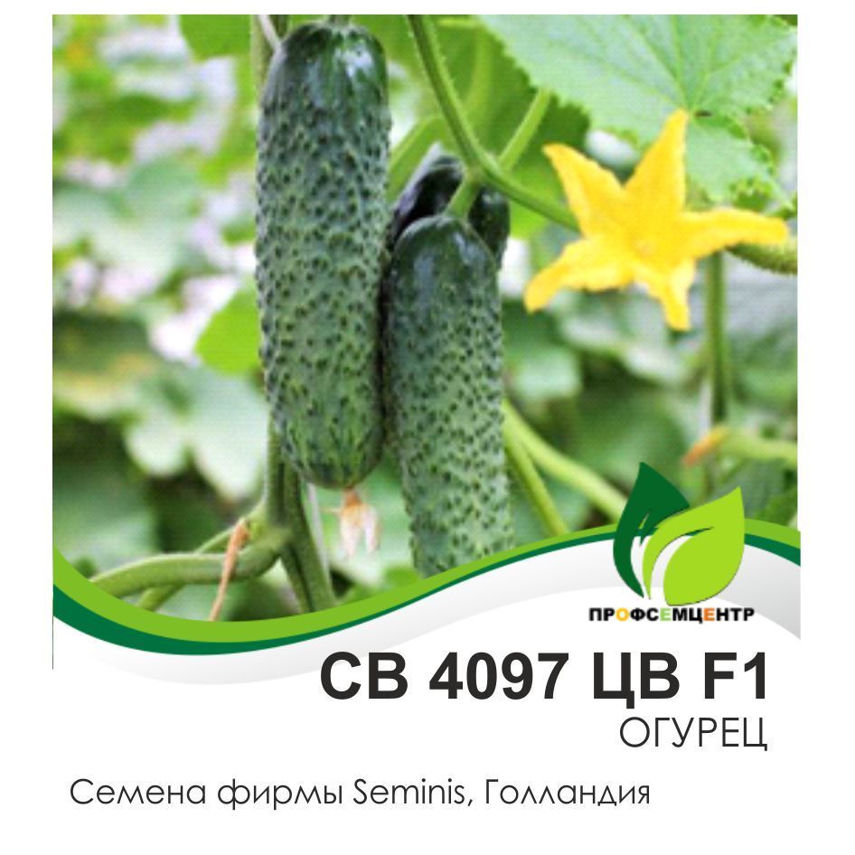Семена огурцов св