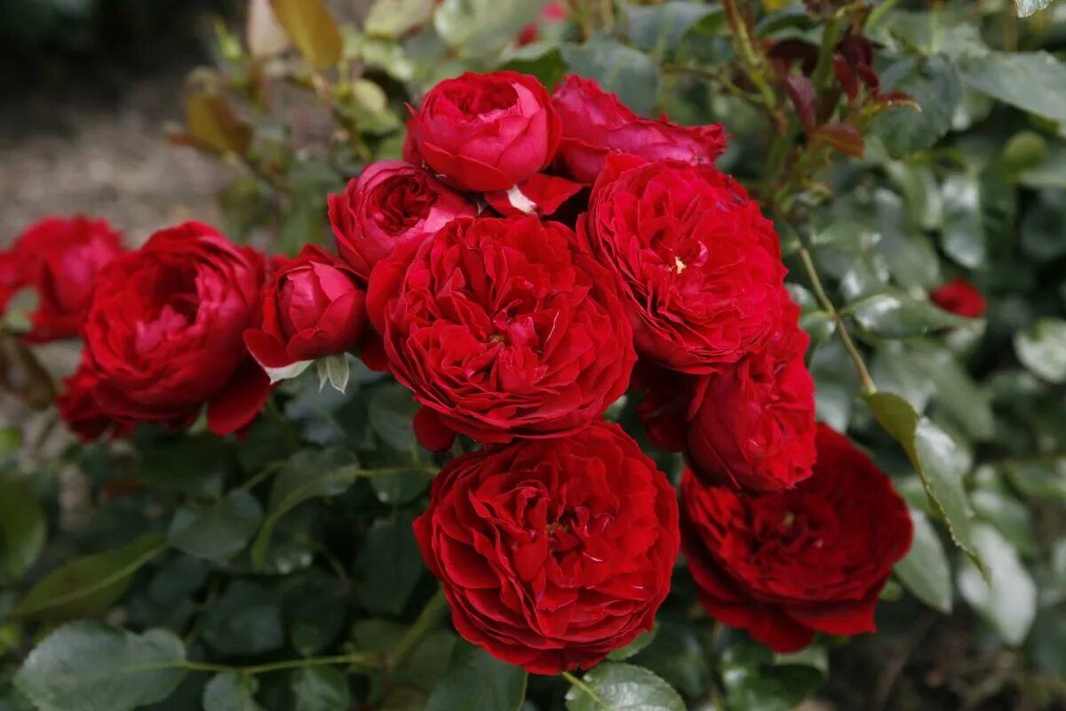 Красное саженцы роз