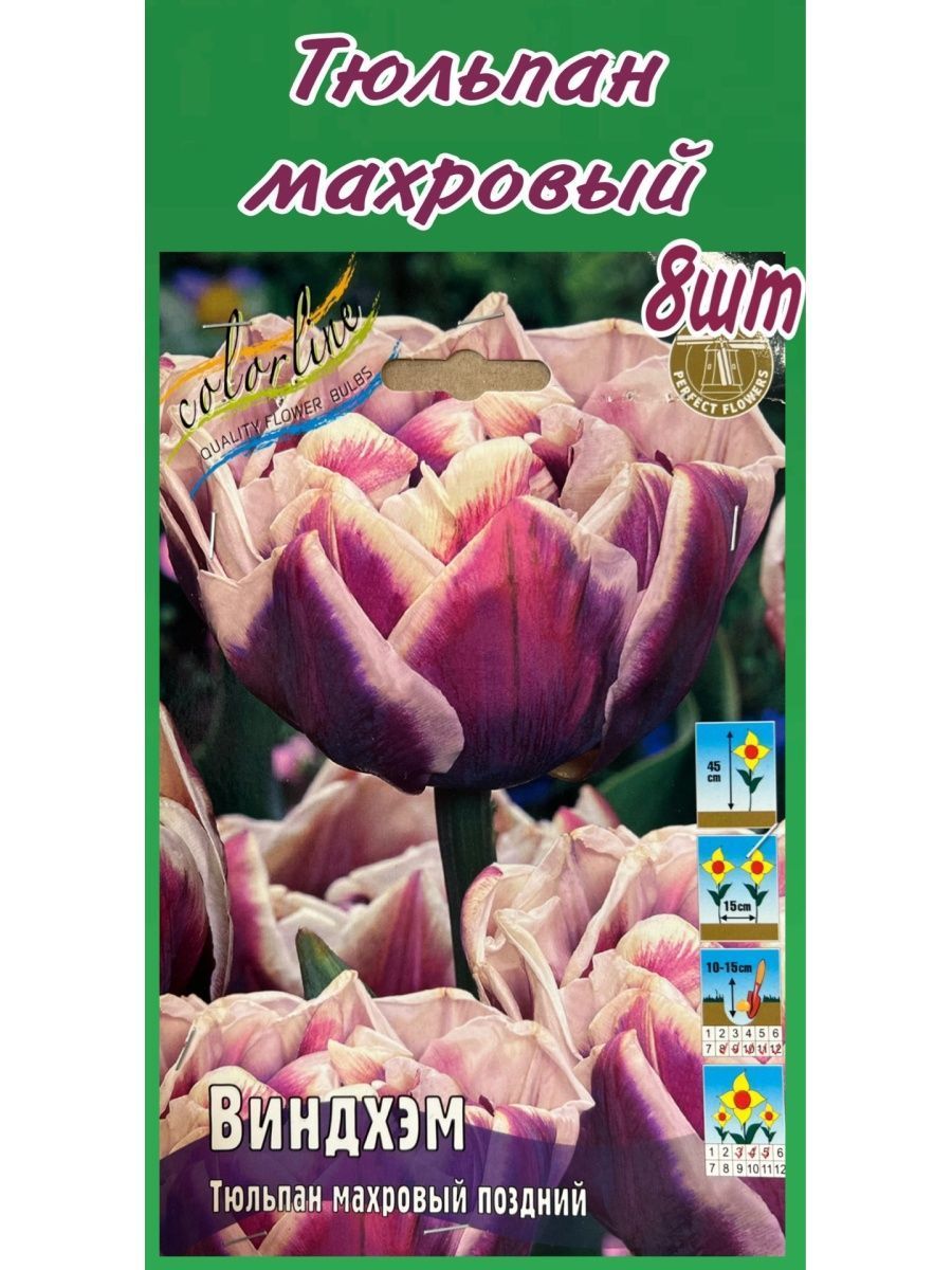 Тюльпан Дэнс Лайн Фото