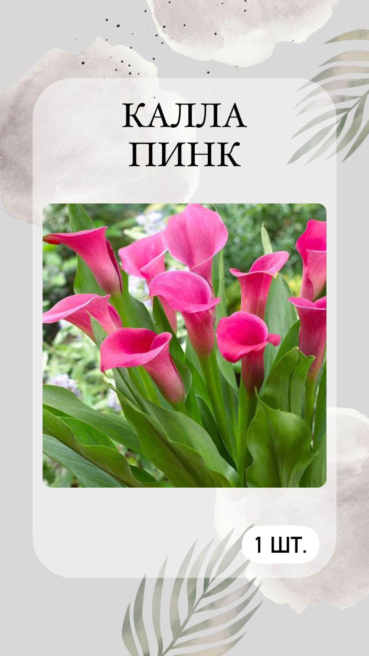 Купить Луковицы Каллы В Интернет Магазине Недорого