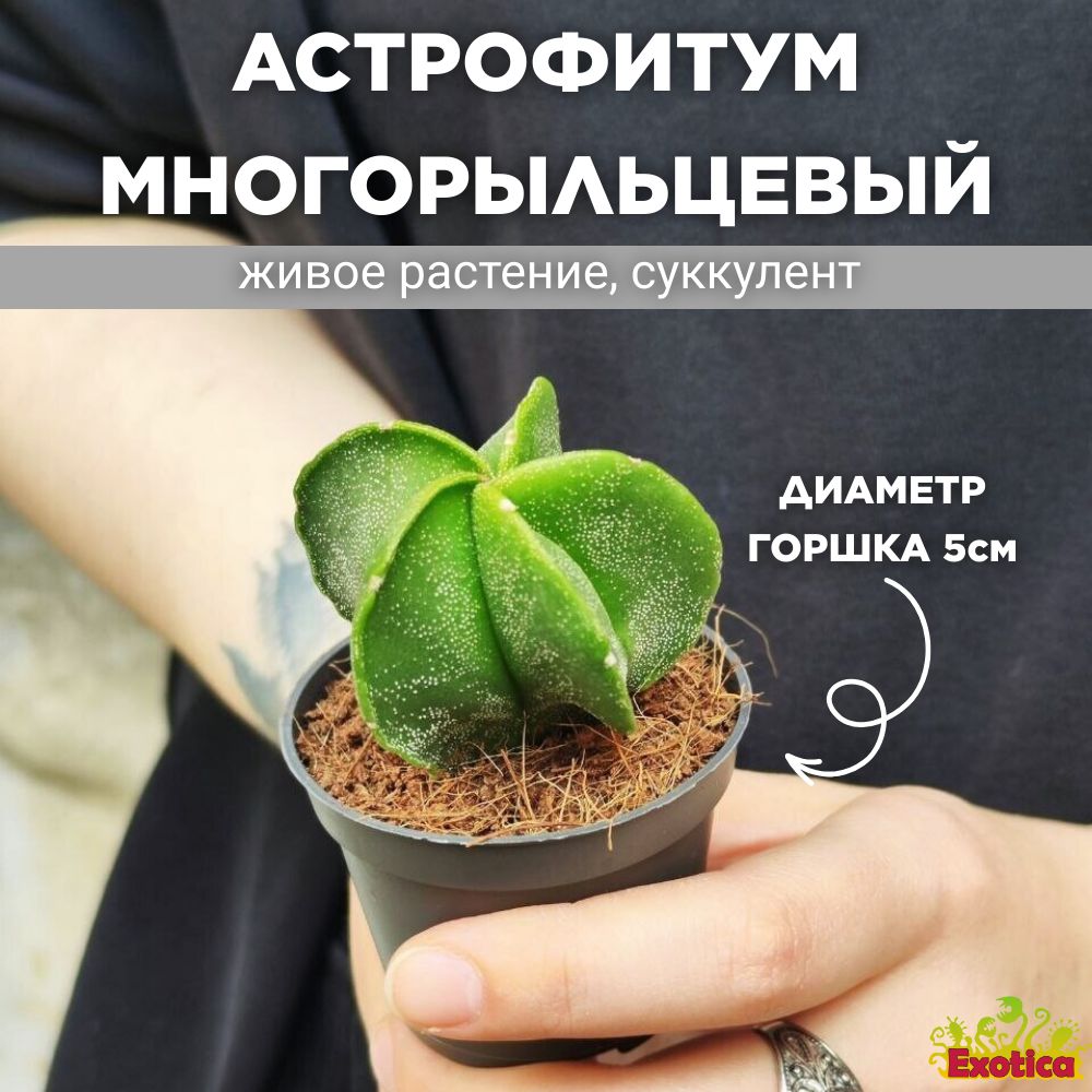 Астрофитум Многорыльцевый (Astrophytum myriostigma) D5см