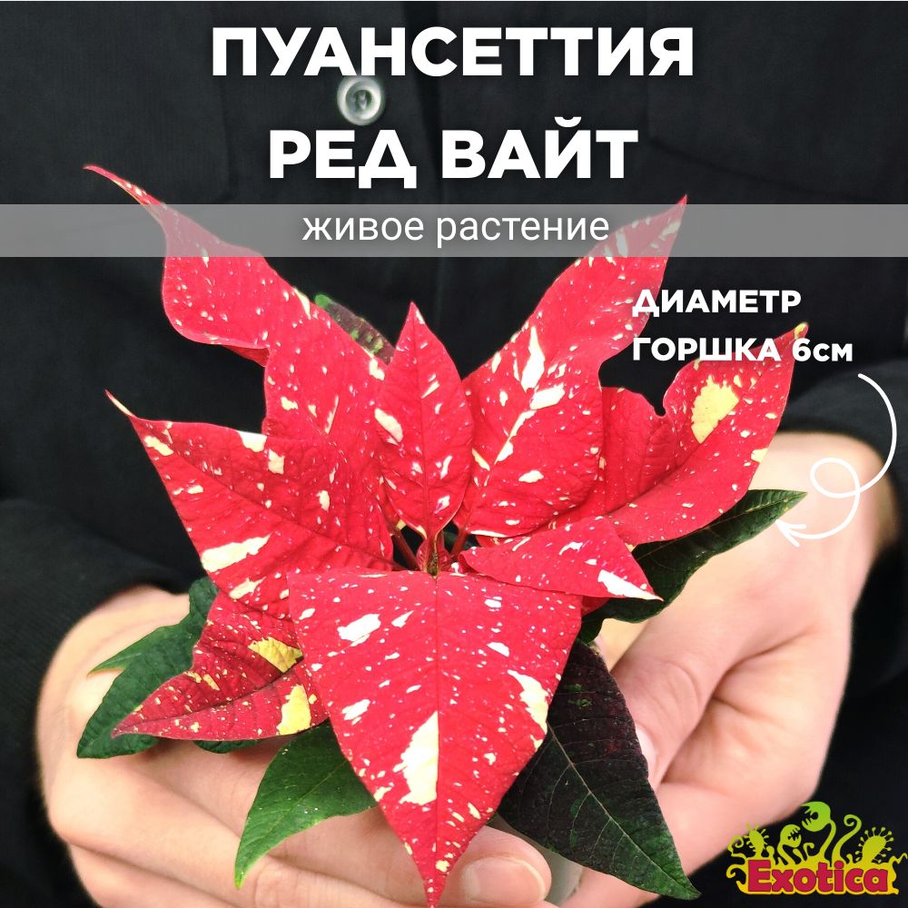 Пуансеттия Ред Вайт (Poinsettia Red White) D6см