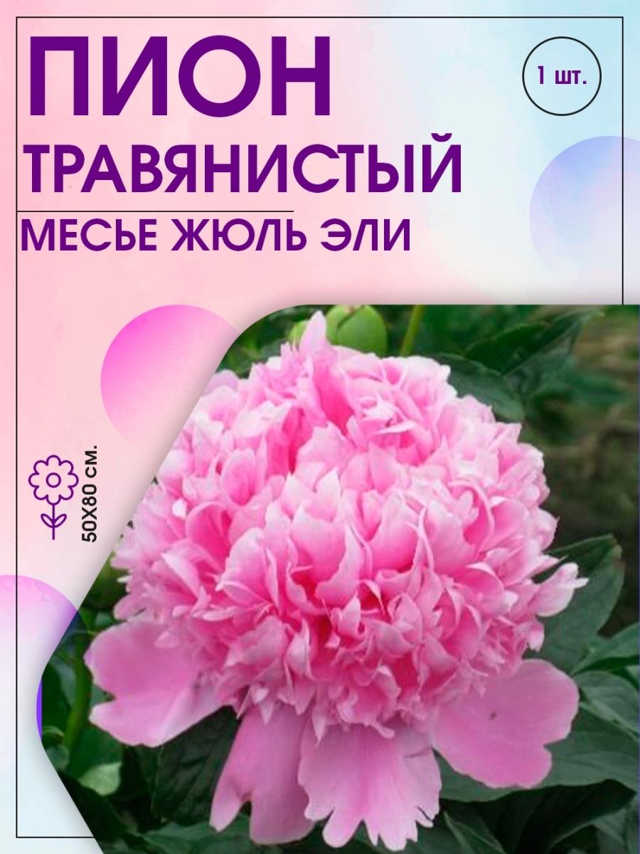 Месье жюль эли описание. Пион мсье Жюль Эли. Пион молочноцветковый месье Жюль Эли. Пион Mons. Jules Elie. Пион травянистый месье Жюль Эли.