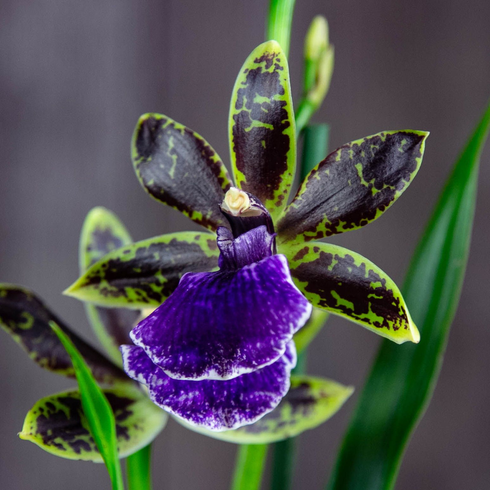 Зигопеталум Орхидея