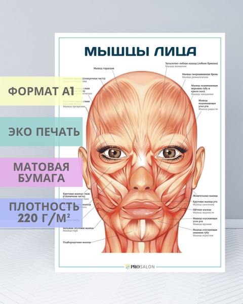 Как выглядят мышцы лица