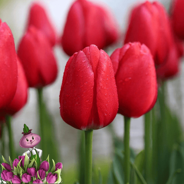 Луковицы Тюльпан Chipollino flowers купить по выгодной цене в интернет ...
