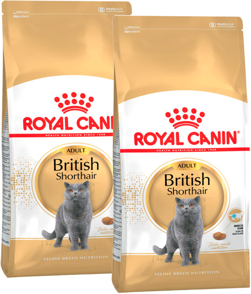 British shorthair 10kg clearance