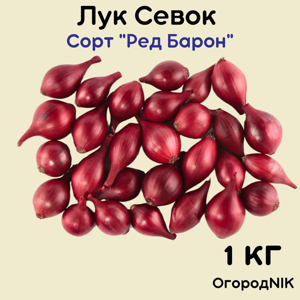 Лук Севок сорт "Ред Барон" купить на OZON по низкой цене (1707031977)