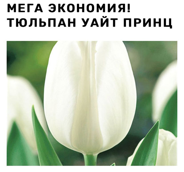 Тюльпан Уайт Принц Фото