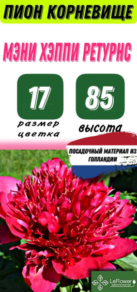 Пион Корневище, Мэни Хэппи Ретурнс, 1шт - купить с доставкой по ...