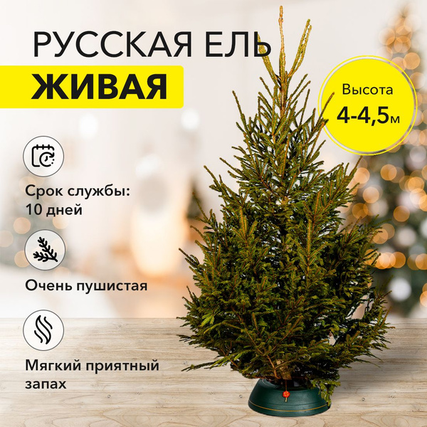 Русская елка живая новогодняя 4 - 4.5 м - купить с доставкой по ...