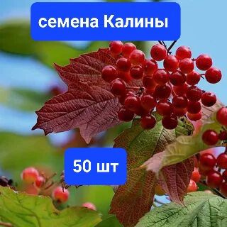 Калина семена древесных - купить по выгодным ценам в интернет-магазине ...