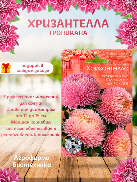 Астры однолетние Биотехника Астра Хризантелла_розовый_Фламинго на ...