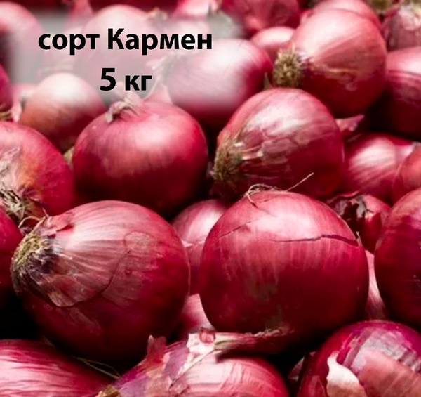 Луковицы Лук Отечественный продукт купить по выгодной цене в интернет ...