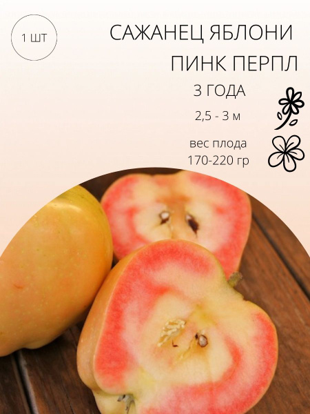 Саженец яблони 1 шт, трехлетка. - купить с доставкой по выгодным ценам ...
